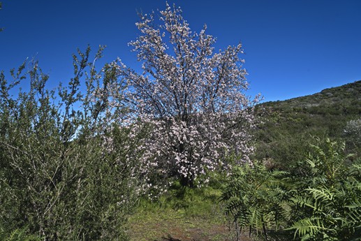 3 feb 2021 Fioritura mandorli